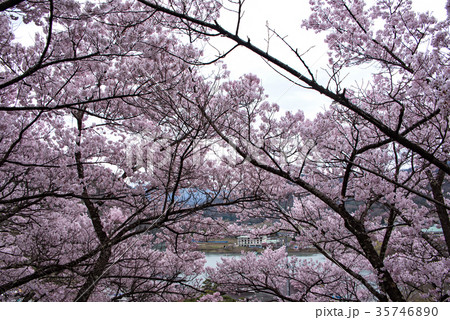 高遠城址公園のコヒガンザクラ 高遠城址公園のコヒガンザクラ 35746890