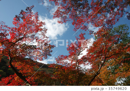 嵐山の風景 嵐山の風景 35749620