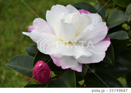 サザンカの花 サザンカの花 35749687