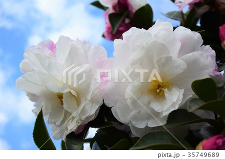 サザンカの花 サザンカの花 35749689
