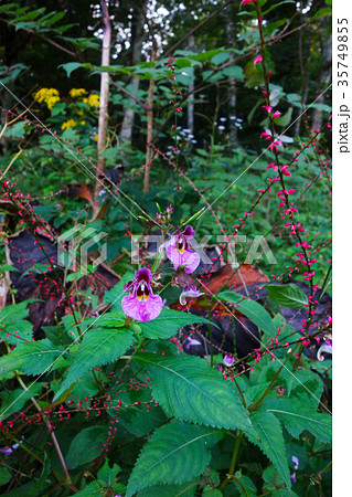 ツリフネソウとミズヒキの花 ツリフネソウとミズヒキの花 35749855