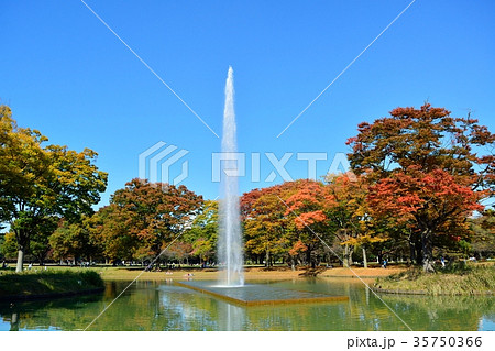 秋の代々木公園 秋の代々木公園 35750366
