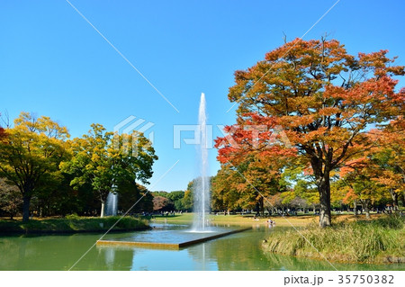 秋の代々木公園 35750382