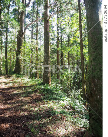 ナショナルパーク 国立公園 阿蘇くじゅう国立公園 35750694