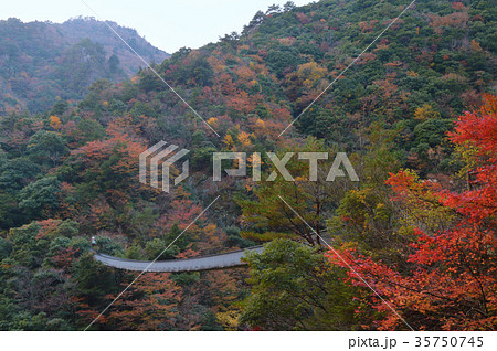 梅の木轟　吊り橋 35750745