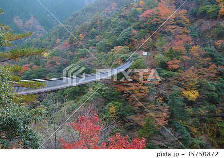 梅の木轟 吊り橋 梅の木轟 吊り橋 35750872