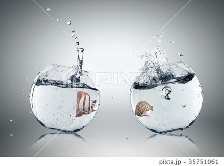 Exotic fish 35751061
