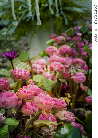pink lotus flowers decoration at flower market. 35751203