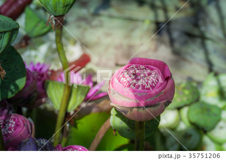 pink lotus flowers decoration at flower market. 35751206