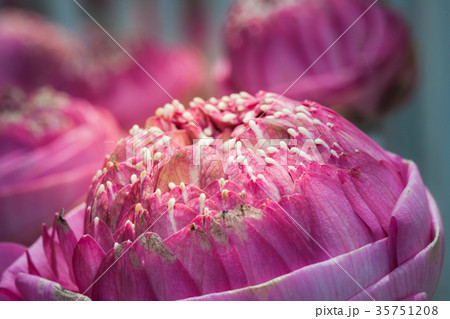 pink lotus flowers decoration at flower market. 35751208