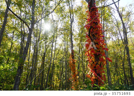 紅葉するツタウルシ 35751693