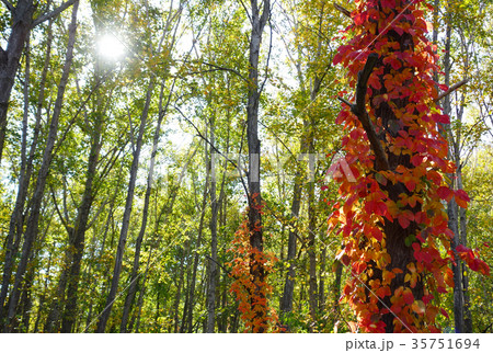 紅葉するツタウルシ 紅葉するツタウルシ 35751694