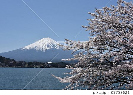 富士山と桜 35758621
