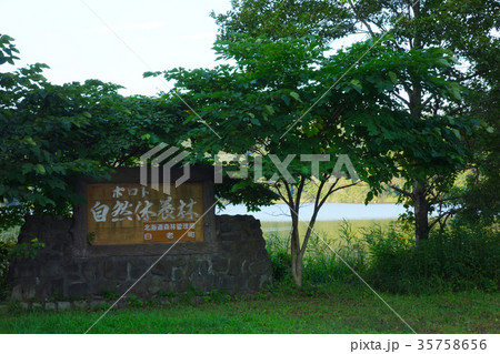 白老町　ポロト自然休養林 35758656