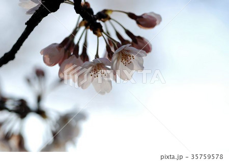 蕾のある桜 35759578