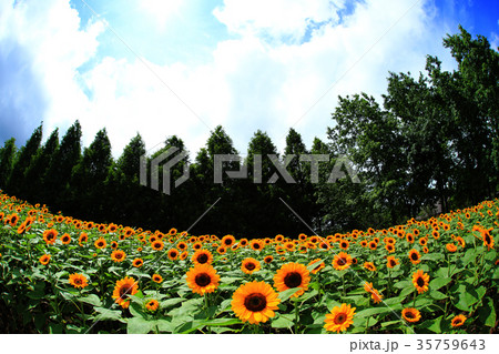 ひまわり4782 35759643