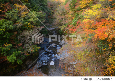 樅木　五家荘 35760067