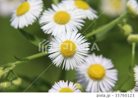 ヒメジョオンの花 35760123