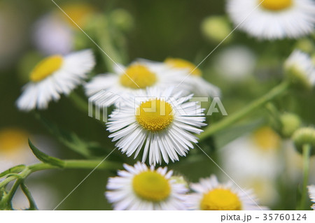 ヒメジョオンの花 35760124