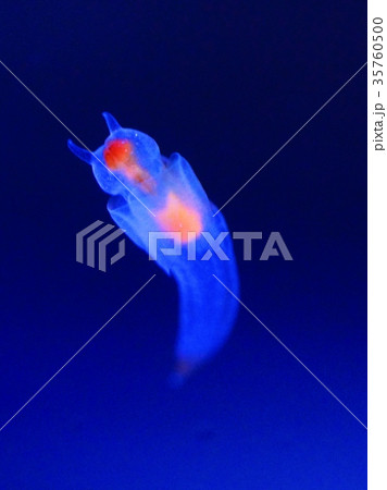 水族館の人気者 35760500