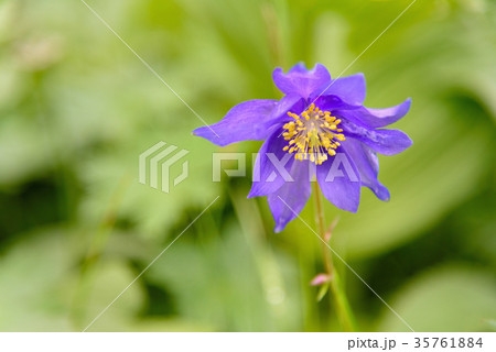 Aquilegia glandulosa flower. Altai Republic Russia Aquilegia glandulosa flower. Altai Republic Russia 35761884