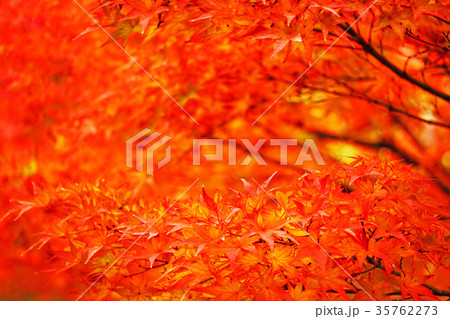 紅葉の世界 紅葉の世界 35762273