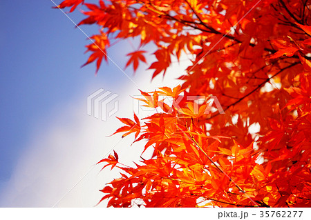 紅葉と青い空 35762277