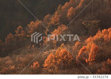 赤く染まる藻岩山 赤く染まる藻岩山 35762278