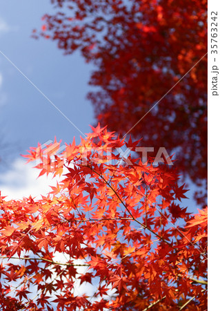 曾木公園の紅葉 曾木公園の紅葉 35763242