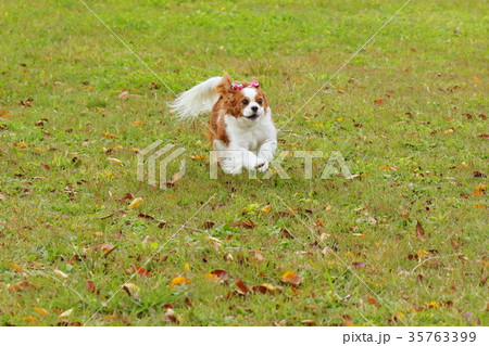 キャバリア キャバリア 35763399