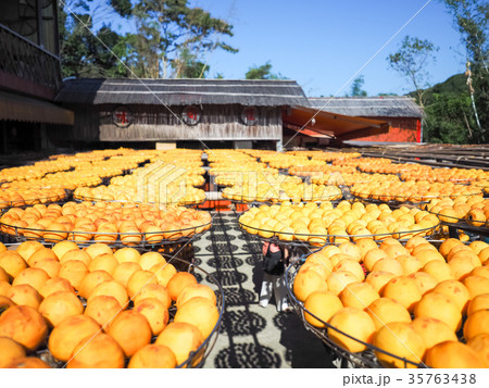 かき カキ 柿 35763438