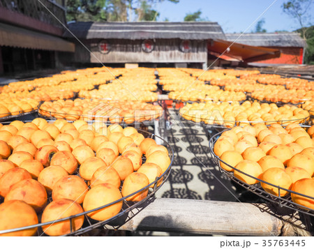 かき カキ 柿 35763445