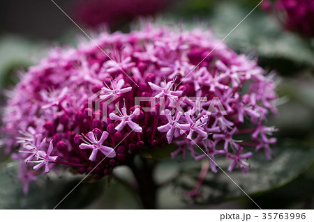 つゆの晴れ間 つゆの晴れ間 35763996