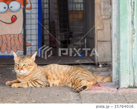 猫 ねこ ネコ 35764016
