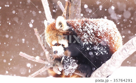 動物園の人気者 動物園の人気者 35764291