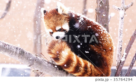 動物園の人気者 35764294