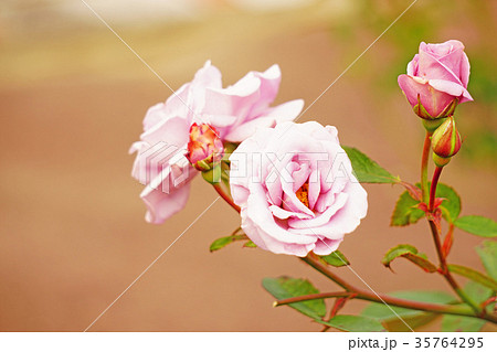 rose たそがれ1 35764295