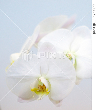 世界の洋ラン 世界の洋ラン 35764766