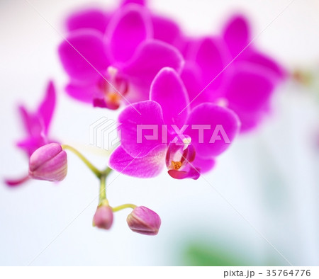 世界の洋ラン 35764776