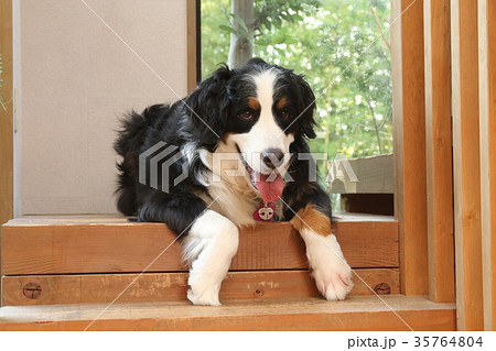 バーニーズマウンテンドッグ 35764804