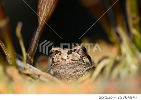 ソロソロ冬支度 35764847