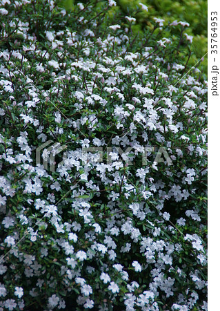 白丁花 ハクチョウゲ 花言葉は 純愛 の写真素材