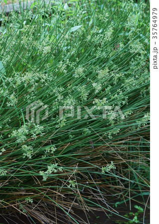 太藺　フトイ　花言葉は「品位」 35764979