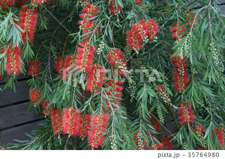 花槇　ブラシの木　花言葉は「恋の炎」 35764980