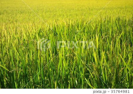 色づきはじめた緑の稲穂 35764981
