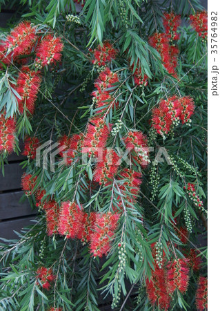 花槇 ブラシの木 花言葉は「恋の炎」 花槇 ブラシの木 花言葉は「恋の炎」 35764982