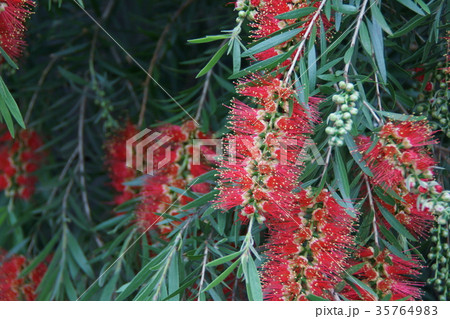 花槇 ブラシの木 花言葉は 恋の炎 の写真素材