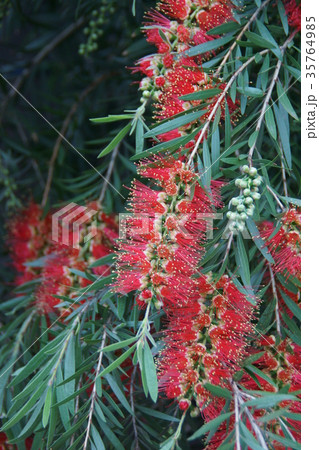 花槇　ブラシの木　花言葉は「恋の炎」 35764985