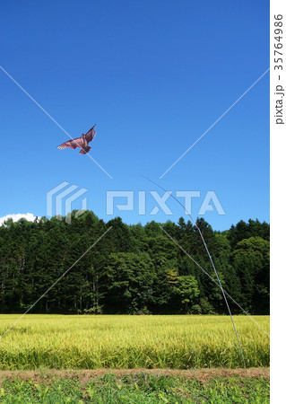 色づきはじめた緑の稲穂 35764986