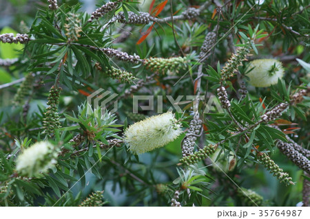 花槇　ブラシの木　花言葉は「気取る心」 35764987